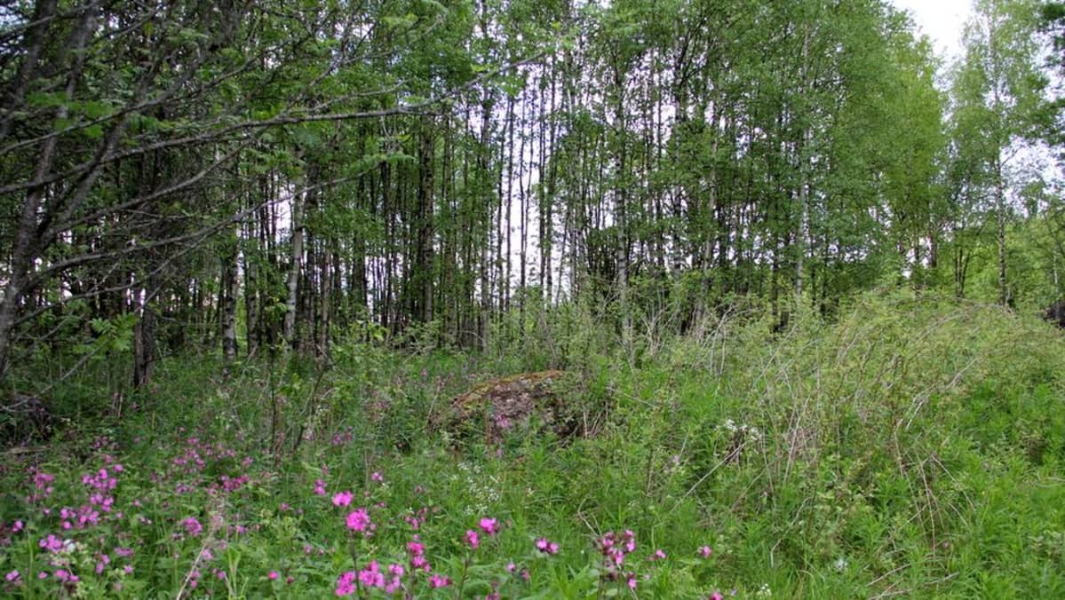 Niemenkylä Luumäki uhrikivi