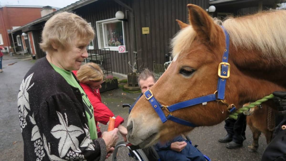 Aune Eerola tervehtii suomenhevonen Liinaa