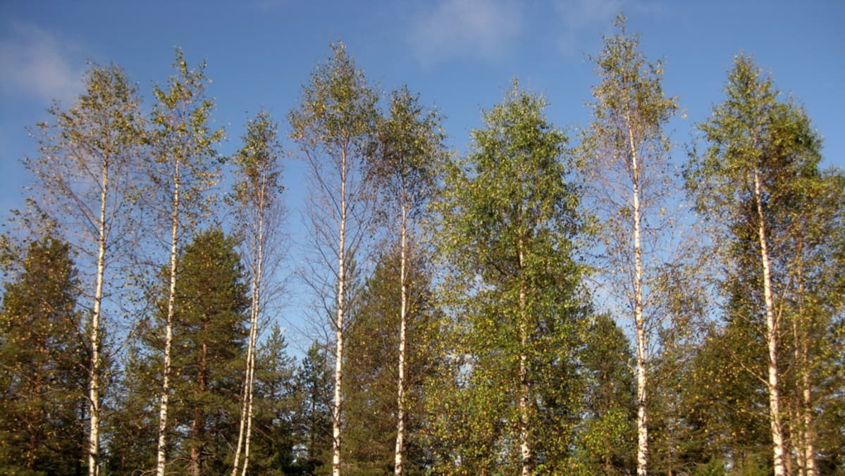 Koivunruskolaikkutautisia rauduskoivuja