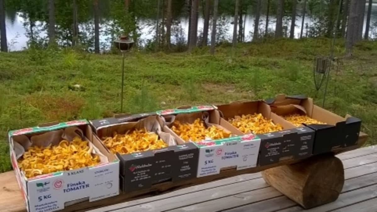 Kantarellit tunnistaa metsässä melko helposti.