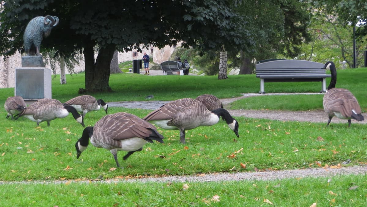 Kaupunkilaistunut kanadanhanhi ei paljon kuvaajaakaan säiky.