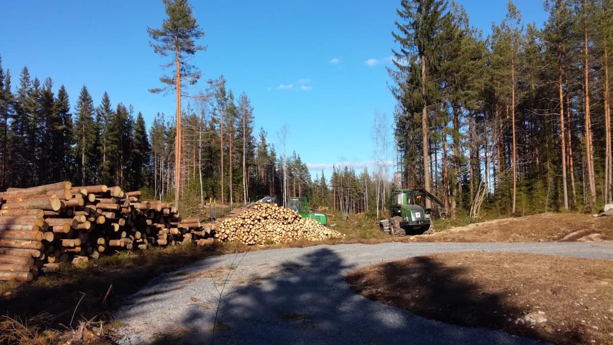 Hakkuiden kannattajat ja vastustajat kiistelevät siitä, missä määrin linnut ja muu luonto otetaan huomioon hakkuita suunniteltaessa ja toteutettaessa.