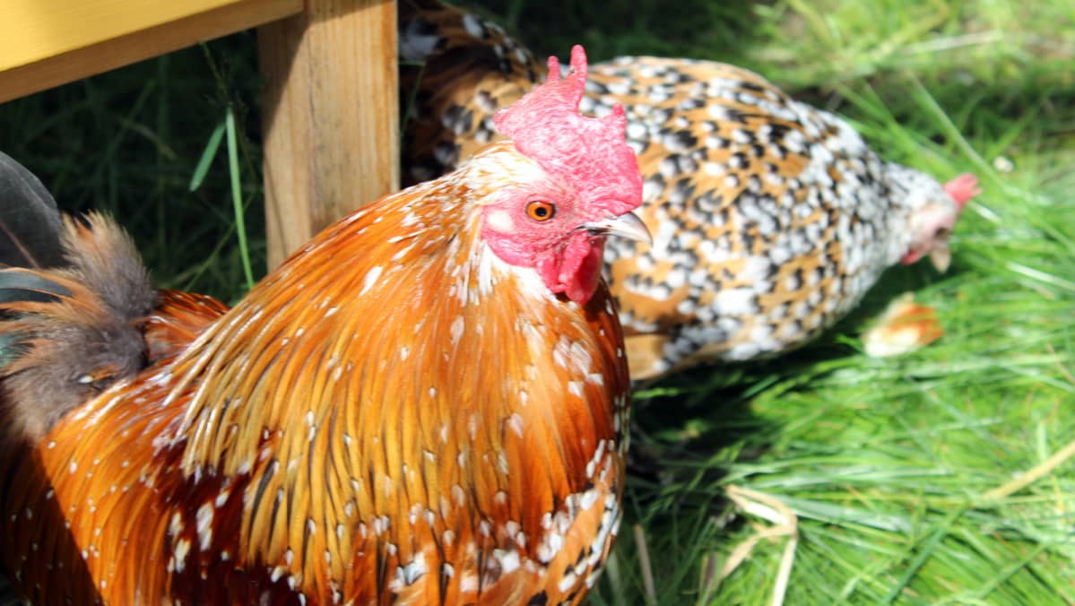 Mille fleur -kukko.