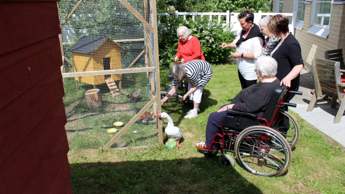 Palvelutalo Mansikkapihan asiakkaat ruokkivat pihakanoja.