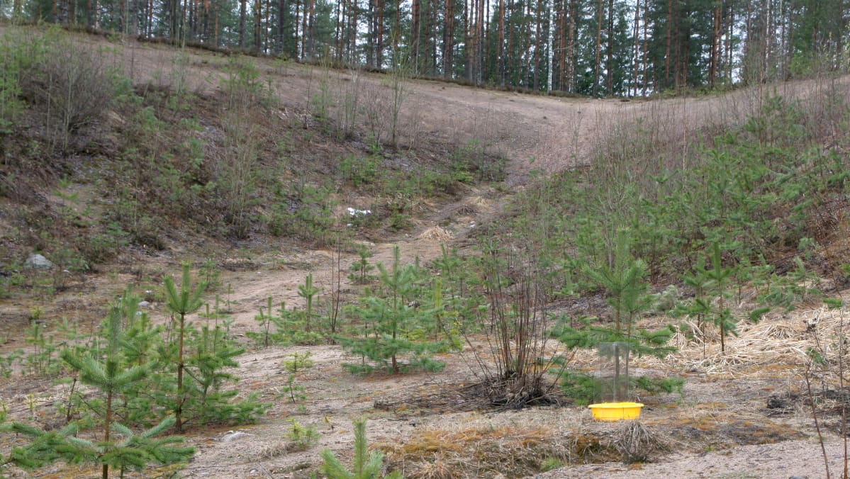Hyönteispyydys Luumäen Kotkaniemessä.