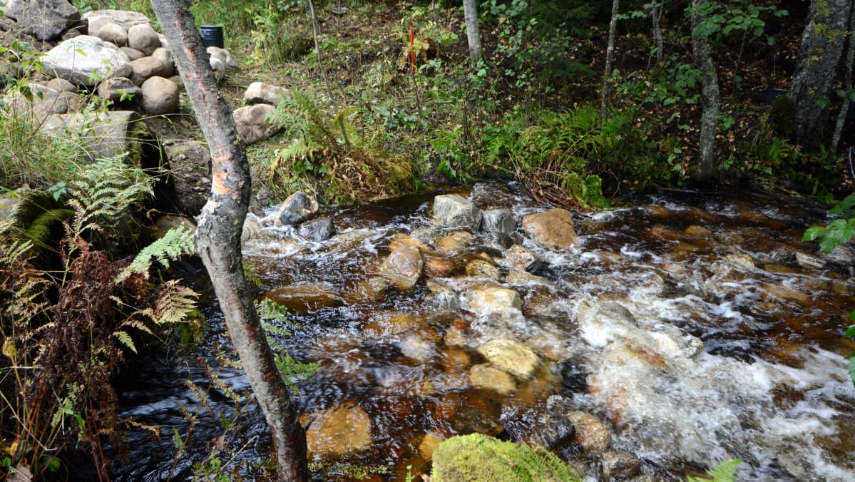 Koirajoki Tuusniemellä
