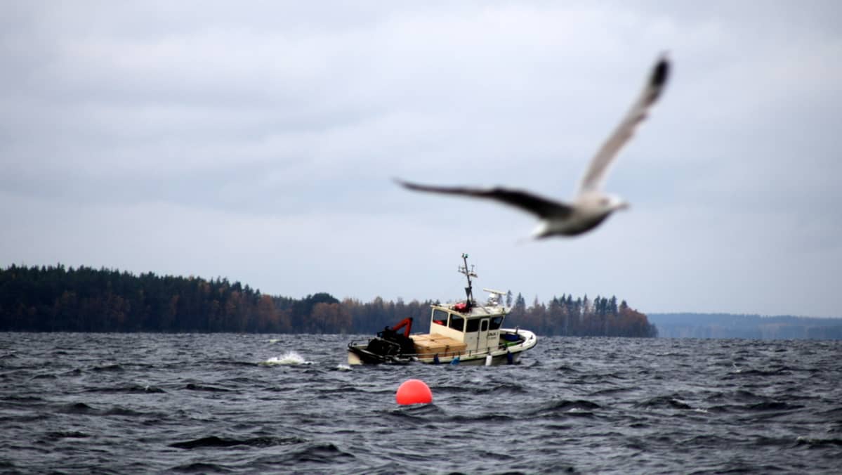 saimaa kalastus muikku troolaus lappeenranta
