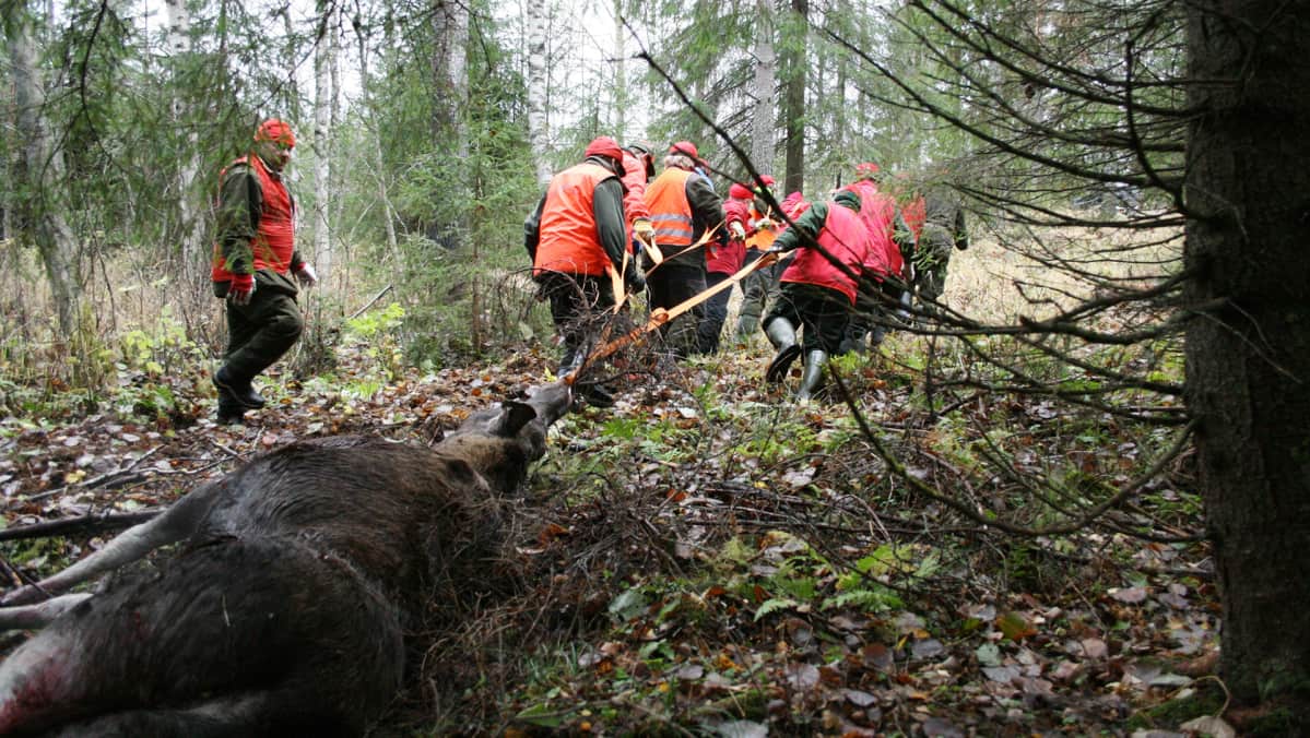 Kaatunutta hirveä kuljetetaan metsässä.