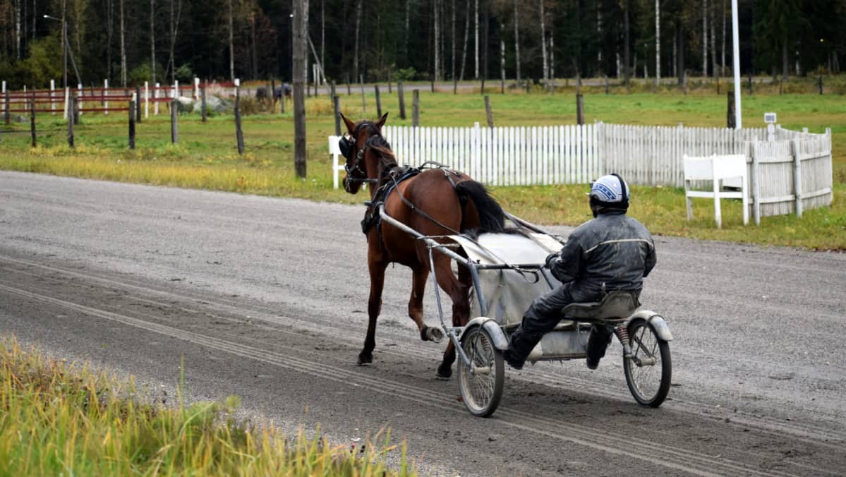 Jani Ruotsalainen ja Rallston-ravihevonen kotiradalla harjoituksissa.