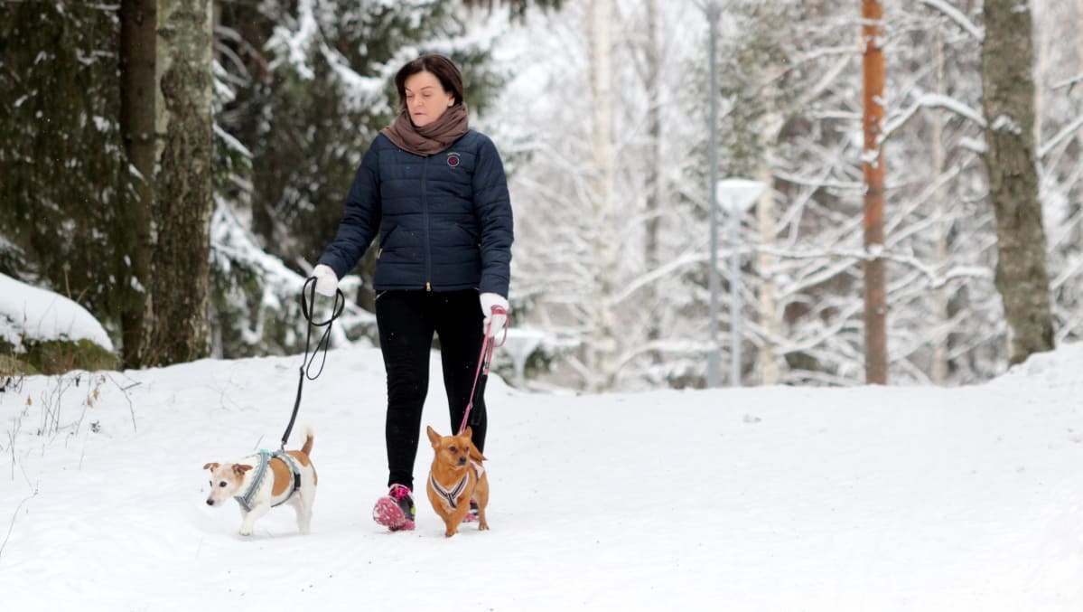Pirjo Haapsaari-Loisti taluttaa kahta koiraansa