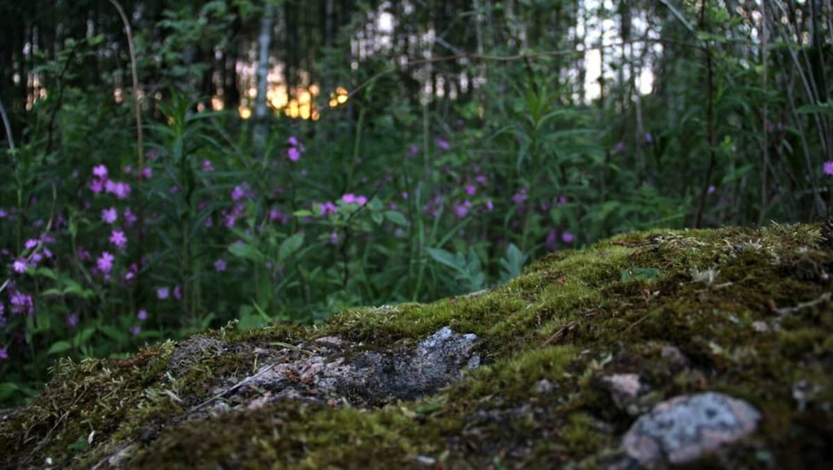 Niemenkylä uhrikivi