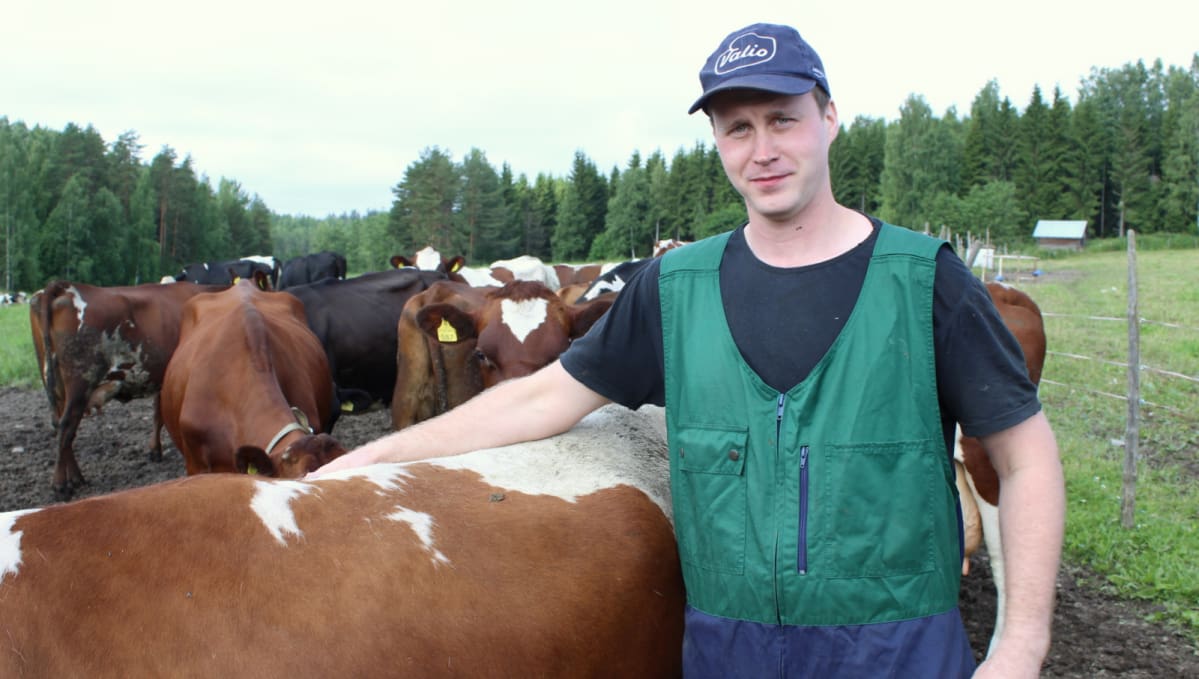 maidontuottaja Tuomo Siljanen lehmien keskellä