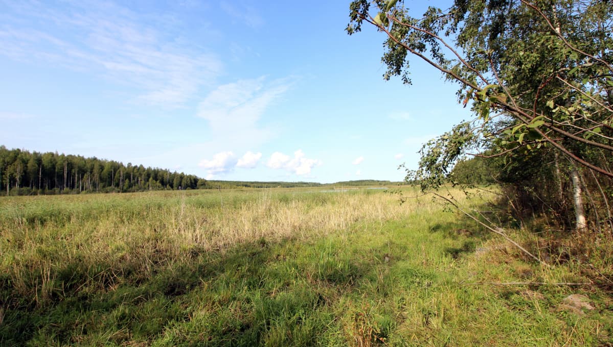 Lehmien lyhyeksi kaluama rantakaislikko.