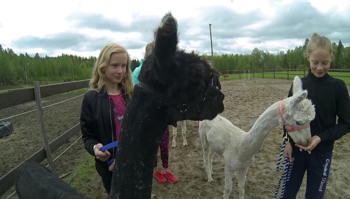 Alpakka-agility -innostus on purrut myös muihin kuin Tarhosen tyttöihin. Kuvassa Jenna Jaakkola sekä Tarhosen nuorempi tytär Inka.