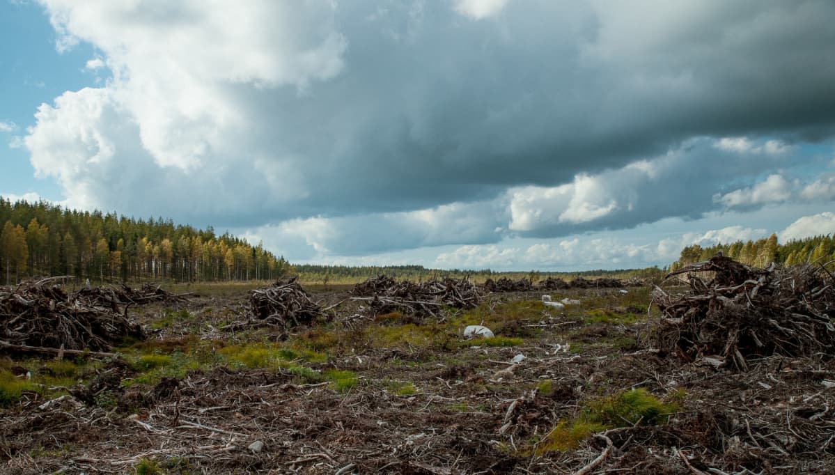 Suomaisema