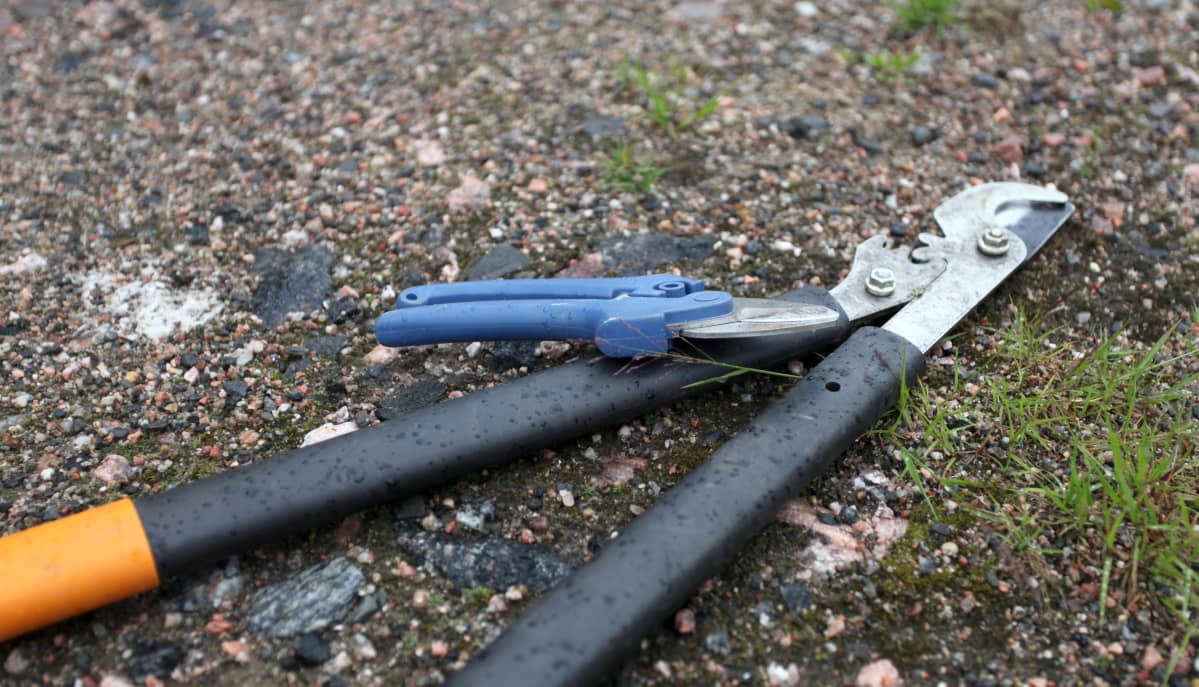 Oksasakset maassa.