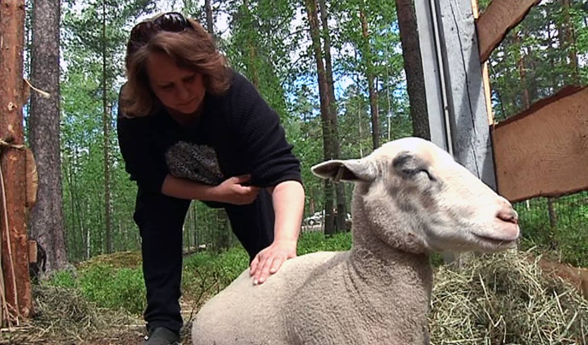 Kettumäen kansanpuistossa on myös kotieläinpiha