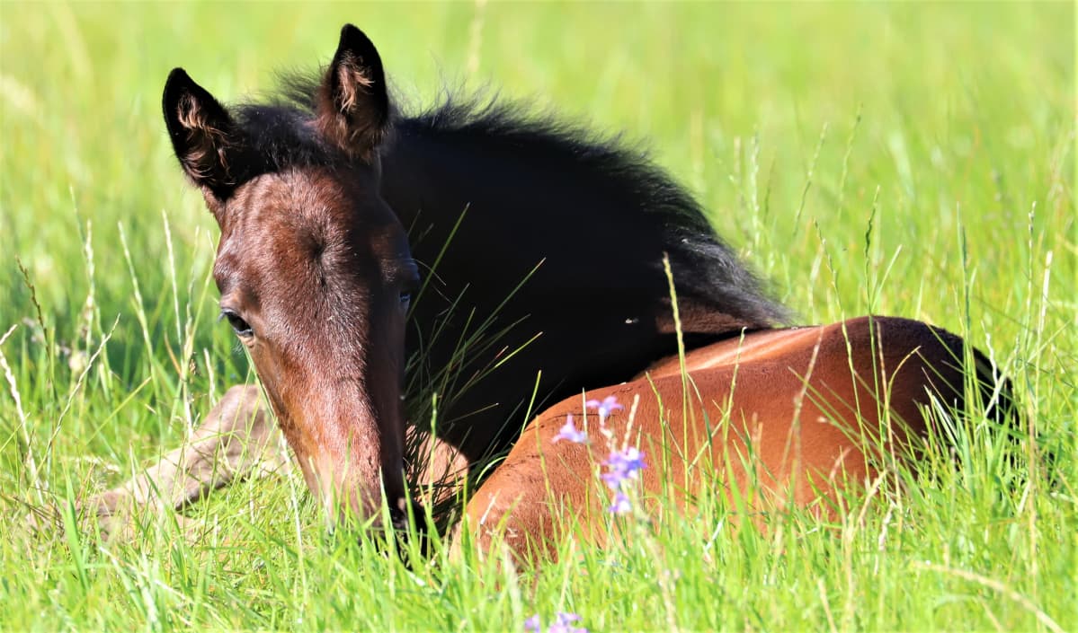 Huippuravuri Ranch Kellyn orivarsa Vallu lepää laitumella katse kameraan.