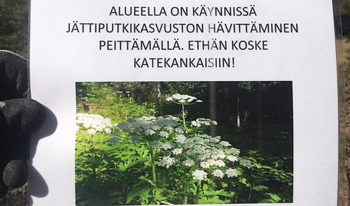 infokyltti jättiputkien torjunnasta, Kouvola, Kuusankoski, Pilkanmaa
