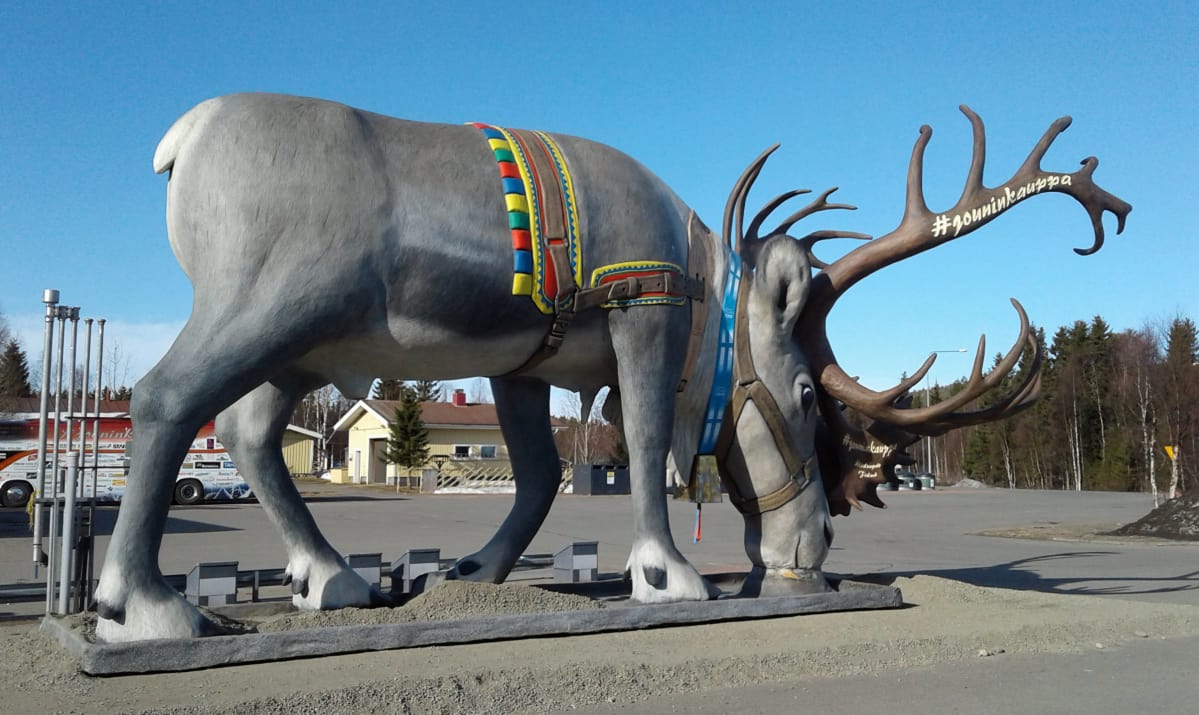 poro jättiporo Äkäslompolossa