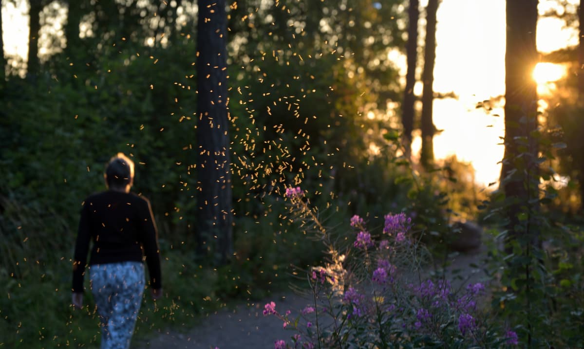 Ihminen kulkee metsässä aurinkoa kohti. Oranssi auringonkajo valaisee ilmassa pyörteilevän ötökkäparven.