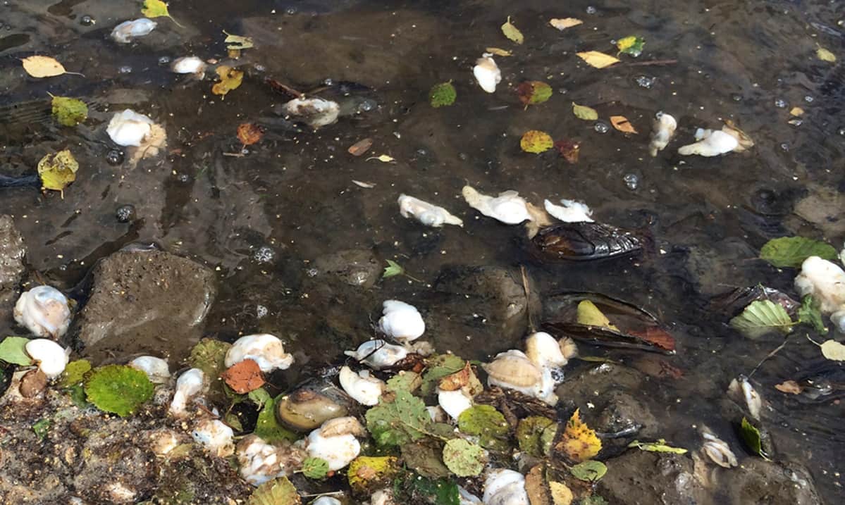 Kuolleita simpukoita Kokemäenjoen rannassa.