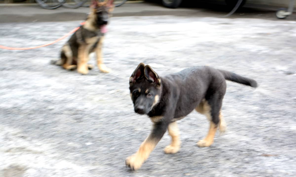 Poliisikoira Reksi Lapin poliisilaitokselta.