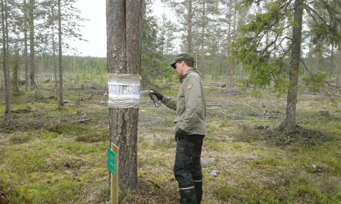 Suojeltu luutamänty Savukoskella