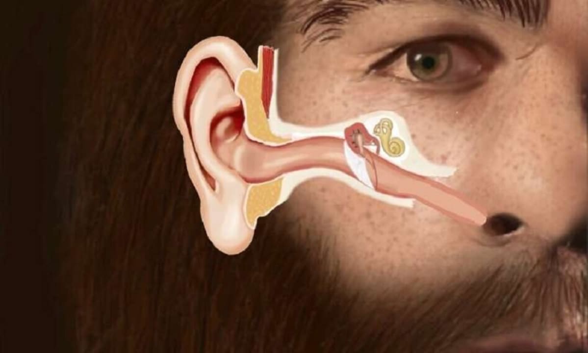 Läpileikkaus neandertalilaisen korvasta.