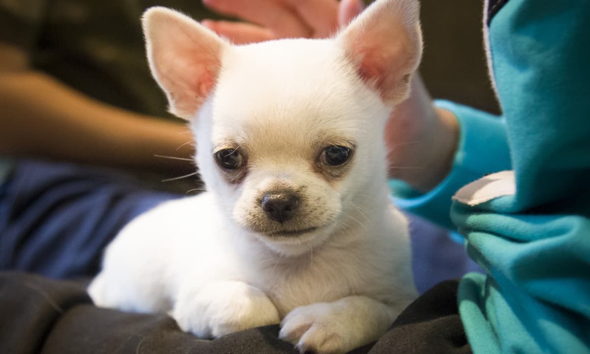 Chihuahua, lemmikit, koira, chihuahuan pentu