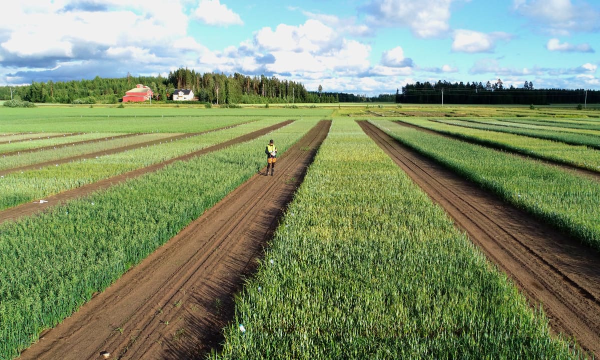 Tutkija Tinja Pitkämäki pellolla Loimaalla.