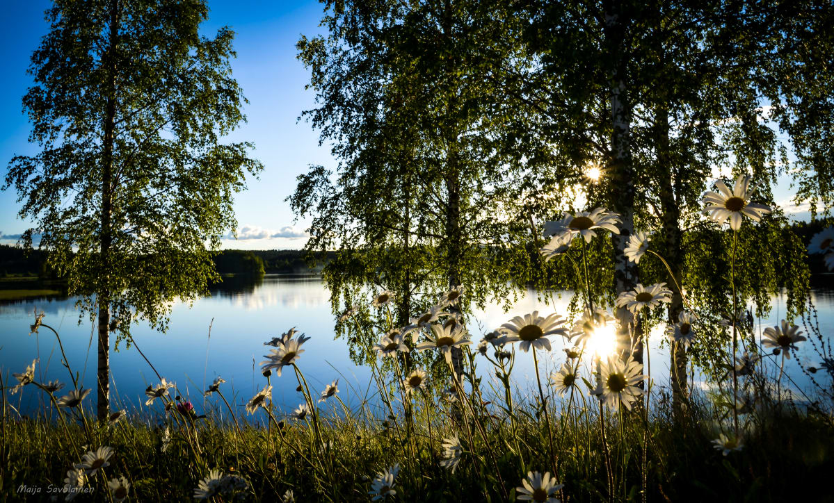 Maija Savolainen sääkuva kukat