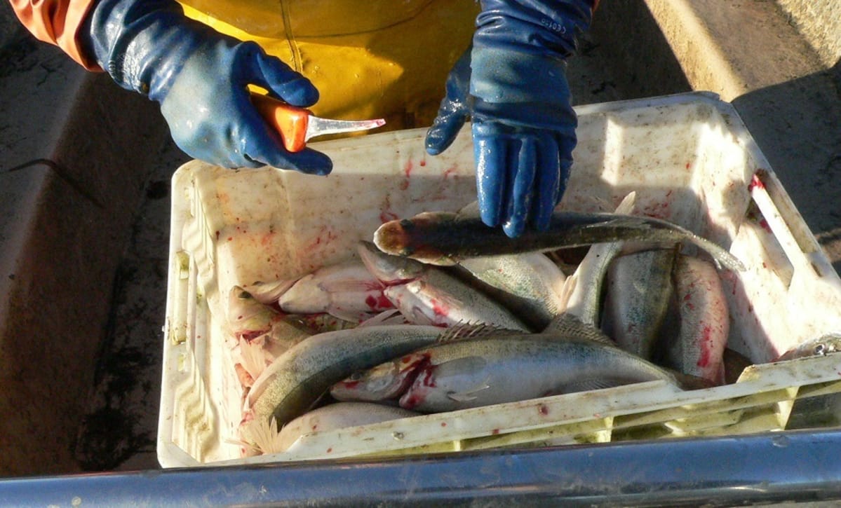 kuhaa laatikossa, kalastajan kädet
