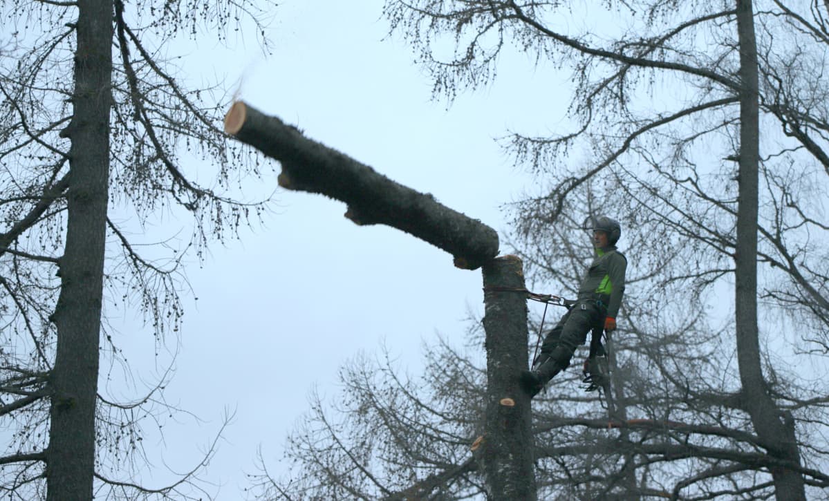 Arboristi Antti Virkki