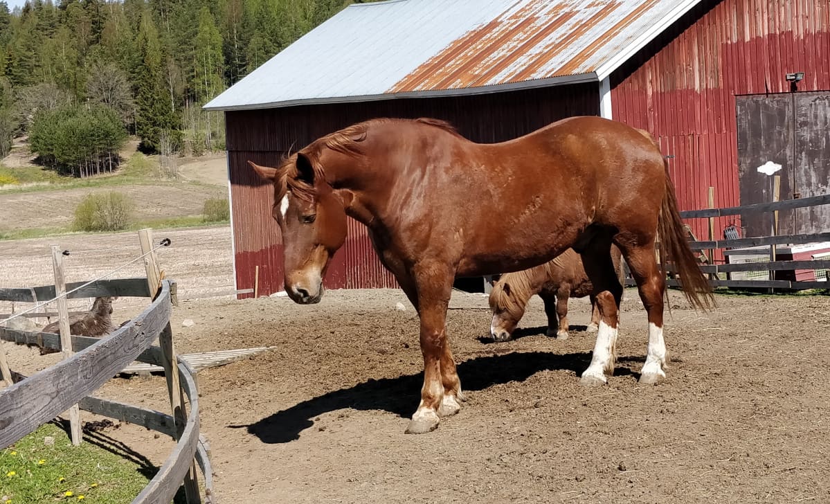 hevonen ja poni syövät heinää