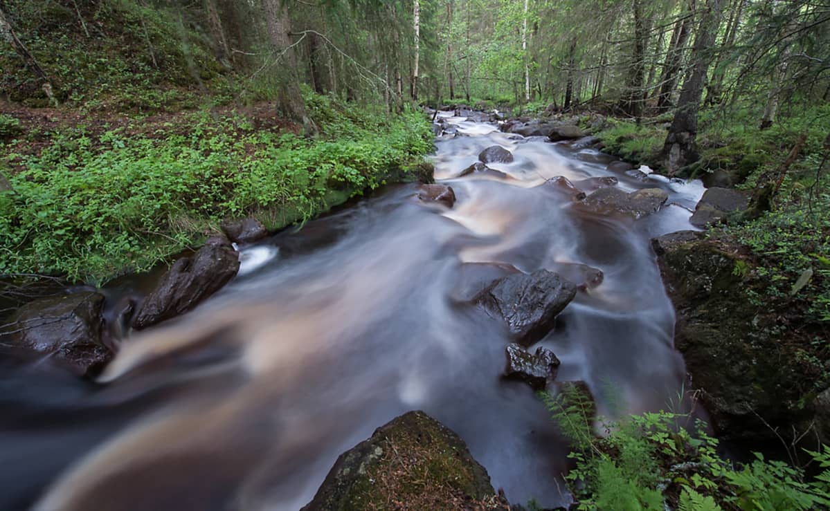 Virtaava puro metsässä