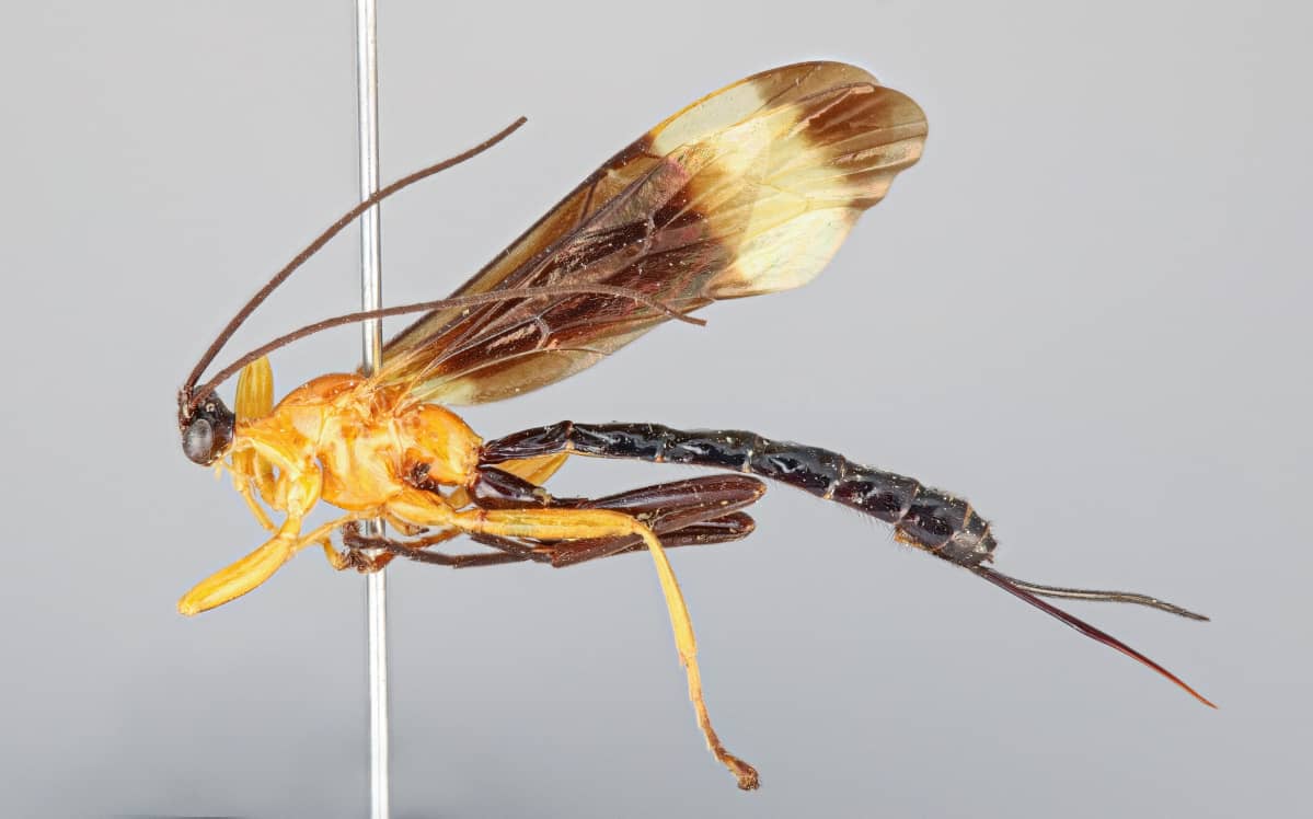 Hymenepimecis pucallpina, loispistiäinen