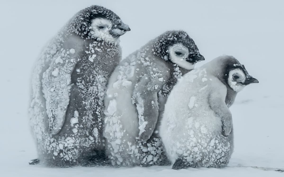 kolme pingviininpoikasta lumessa
