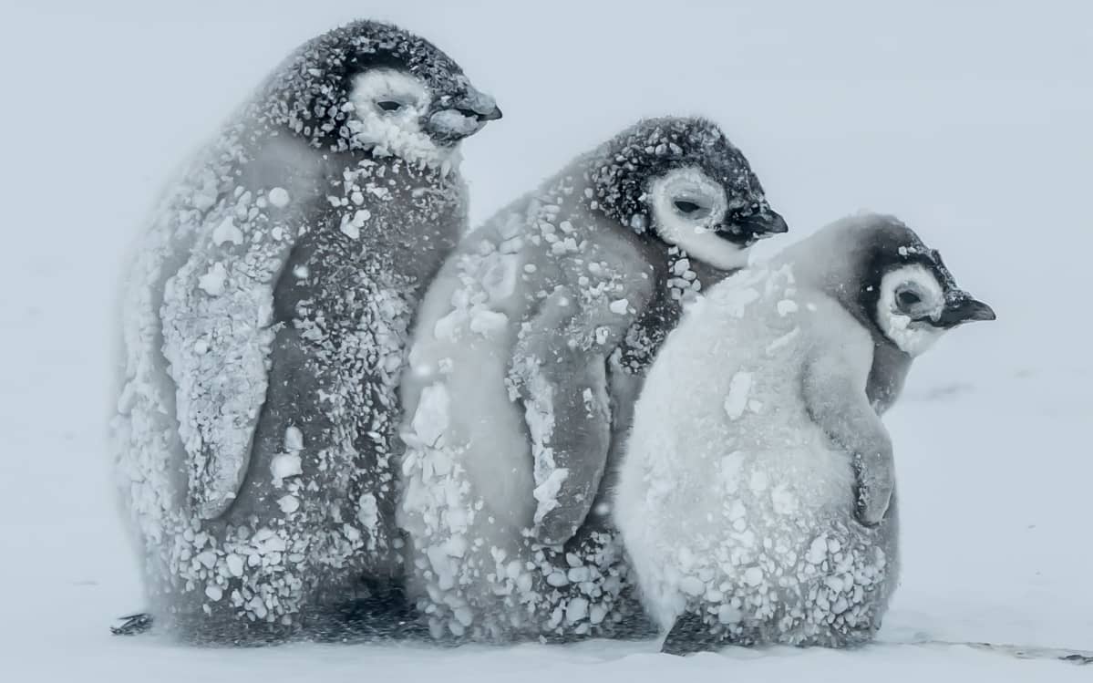 kolme pingviininpoikasta lumessa