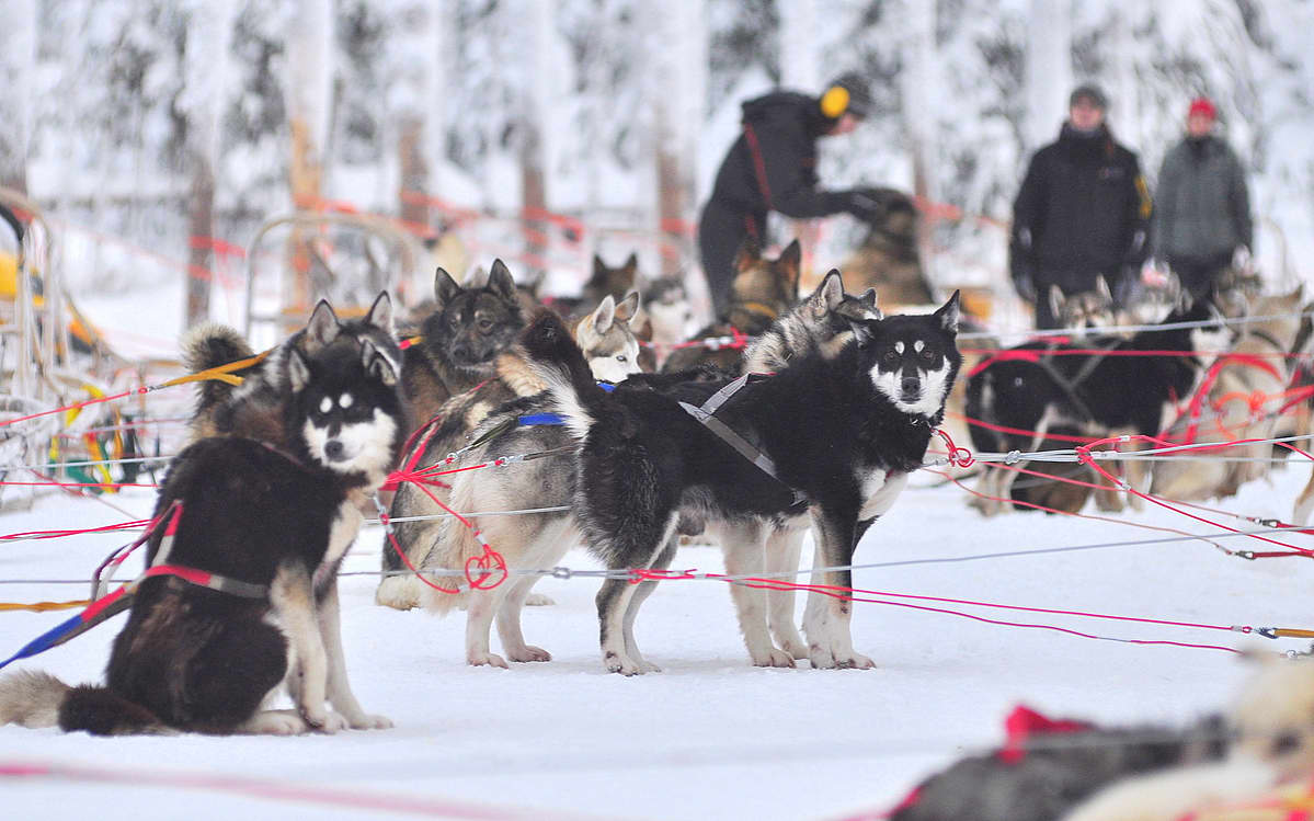 Koiravaljakkosafarit ovat suosituimpia talvituotteita Lapissa.