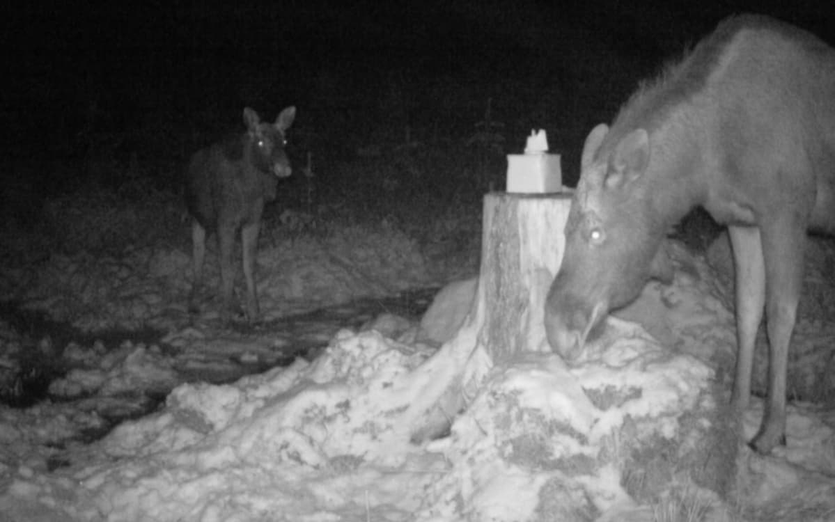 hirvet riistakamerassa