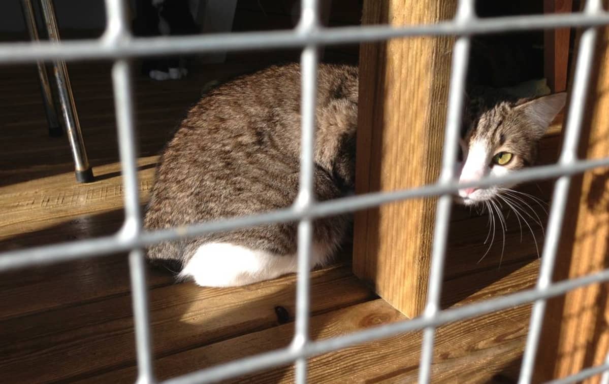 Kissa häkissä.