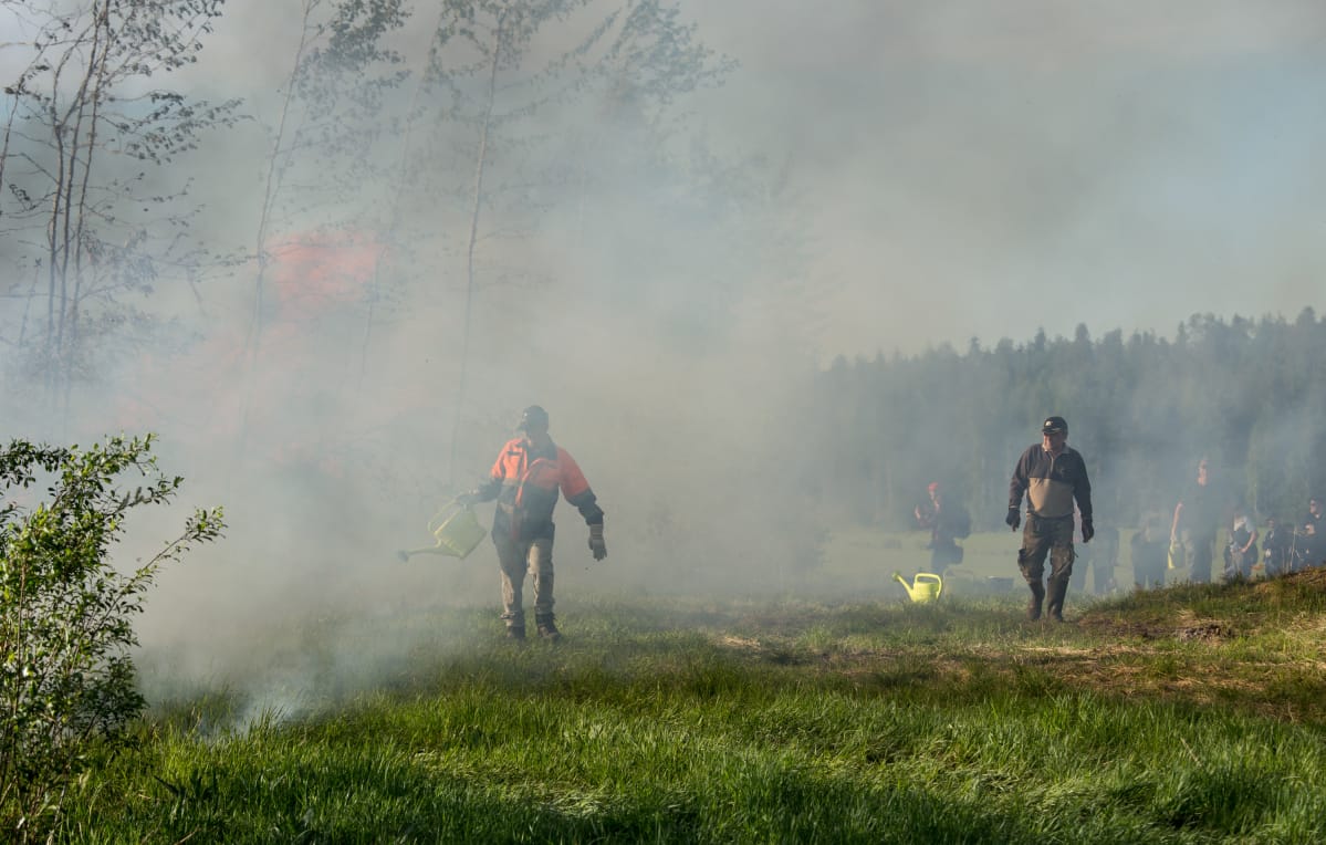 Metsäpohjan kulotus