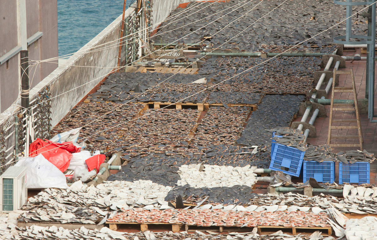 epa03521747 Thousands of shark fins are seen drying on the roof top of an industrial building in Hong Kong's Kennedy Town district, Hong Kong, China, 01 January 2013. Shark fin traders in the city have recently changed tactic to drying freshly caught fins from sharks on roof tops instead of on public sidewalks, as a public outcry in the Hong Kong in 2010 forced them to move the fins out of sight. Activists say that shark finning is cruel and wasteful, as the fins of the shark are removed whilst it is still alive, and then the animal is thrown back into the sea to die a slow and painful death. Scientists estimate that the fins of between 26 and 73 million sharks are traded on an annual basis. Solely in Hong Kong, this accounts for about 50% of global imports. According to a 2010 survey by the United Nations International Union for the Conservation of Nature (IUCN) 143 out of a total of 430 shark species are listed as globally threatened, and 54% are at high risk of extinction now or in the near future. The consensus in the scientific community is that this is being driven by overfishing and the Chinese appetite for shark fin soup. Despite widespread global legislation being in place to ban the sale and possession of shark fin in many countries around the world, the Hong Kong government has yet to legislate against shark finning. EPA/ALEX HOFFORD