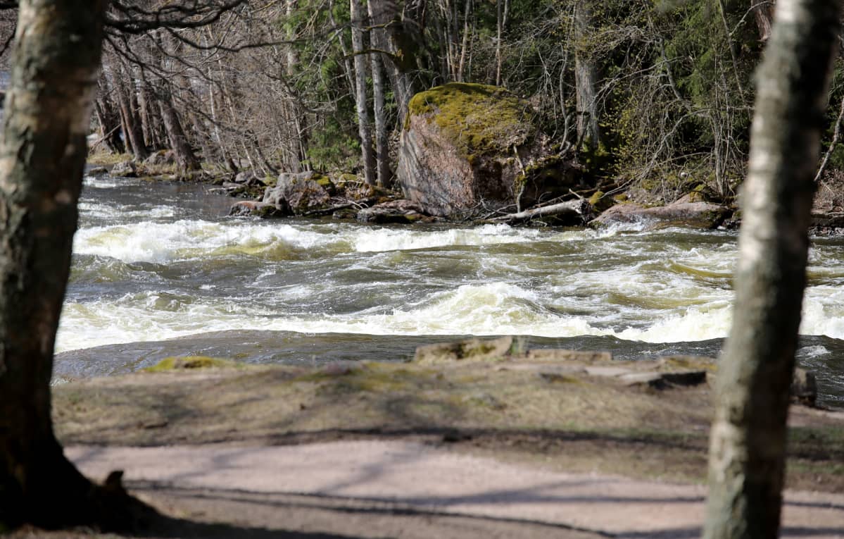 Siikakoski kuohuu Kotkassa