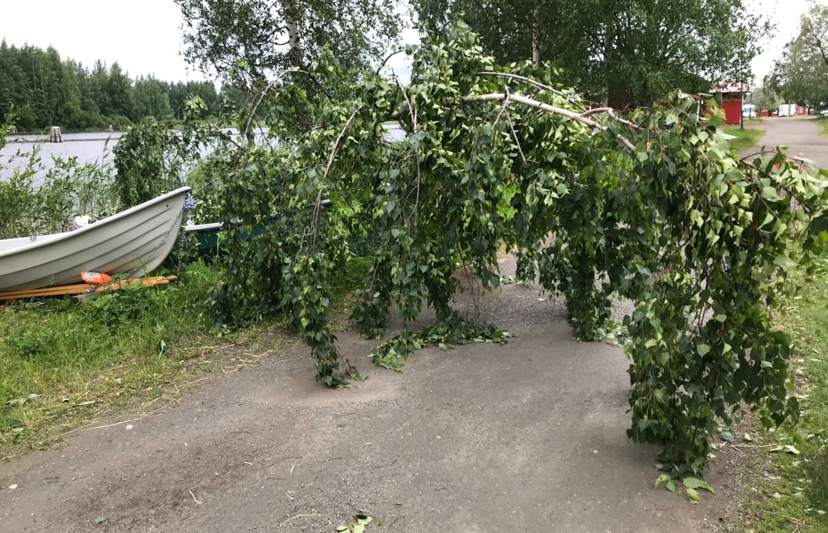 Päivö-myrskyn ulkoilureitille kaatama puu Joensuussa.