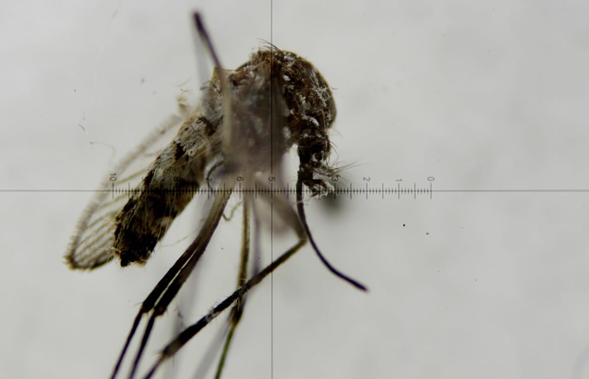 Keltakuumehyttynen Aedes aegypti mosquito mikroskoopin läpi katsottuna.
