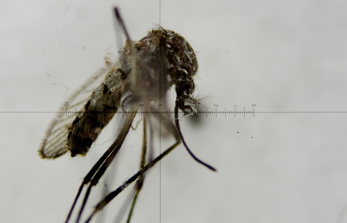 Keltakuumehyttynen Aedes aegypti mosquito mikroskoopin läpi katsottuna.