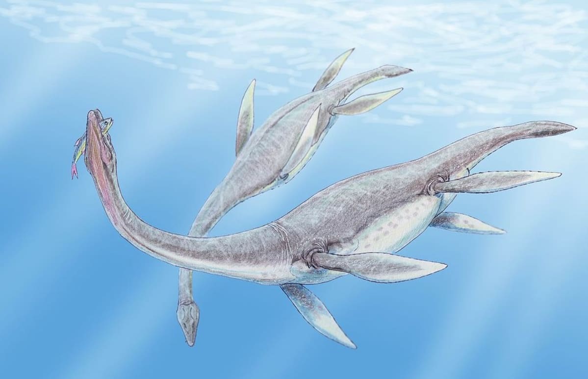 Piirroskuva kahdesta uivasta plesiosauruksesta. Toisella on suussaan kala.