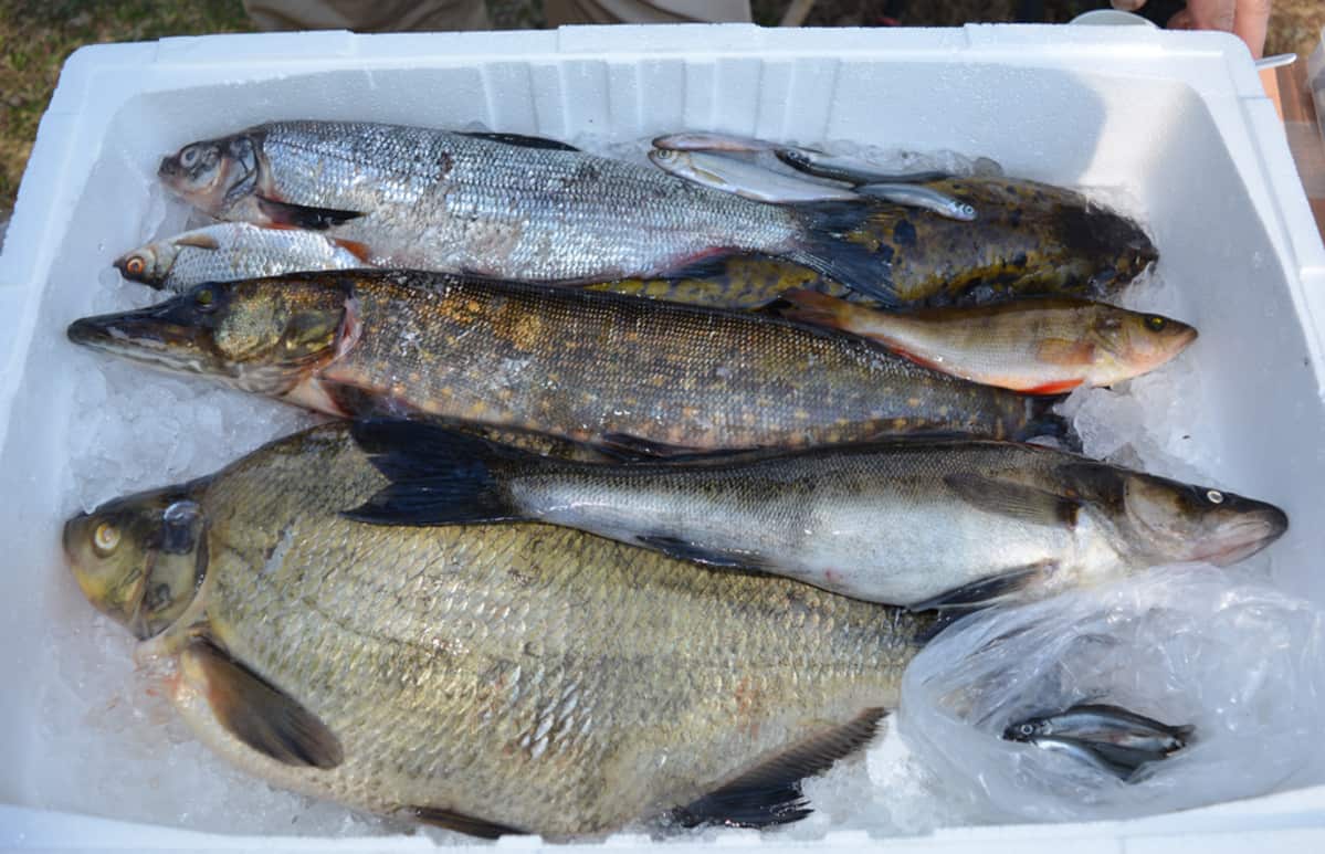 Kalalaatikossa on mm. hauki, ahven, kuha ja made.